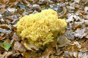 Ramaria flava 1